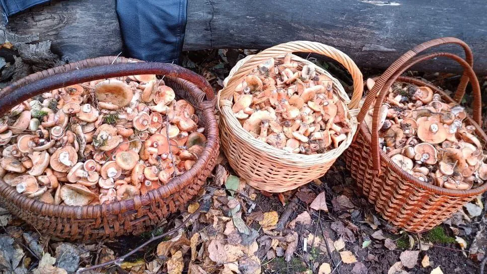 Мария Панина