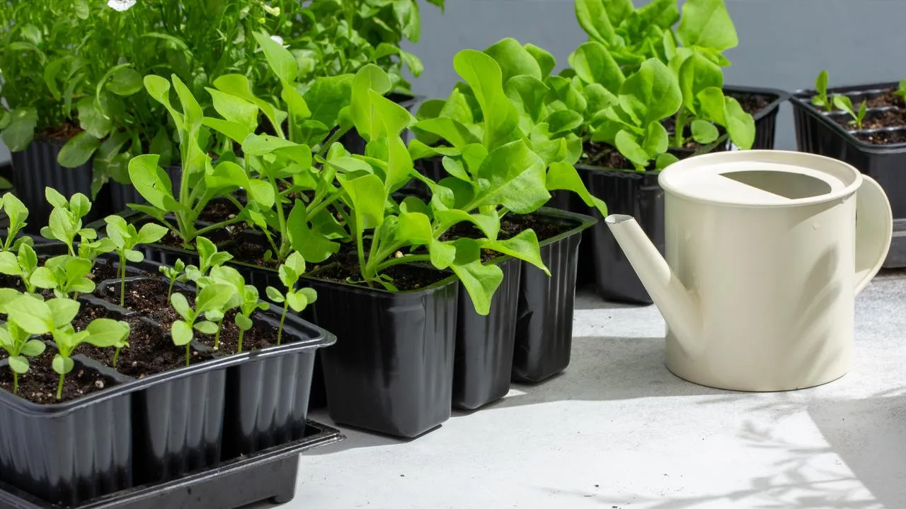 istockphoto.com/Geshas