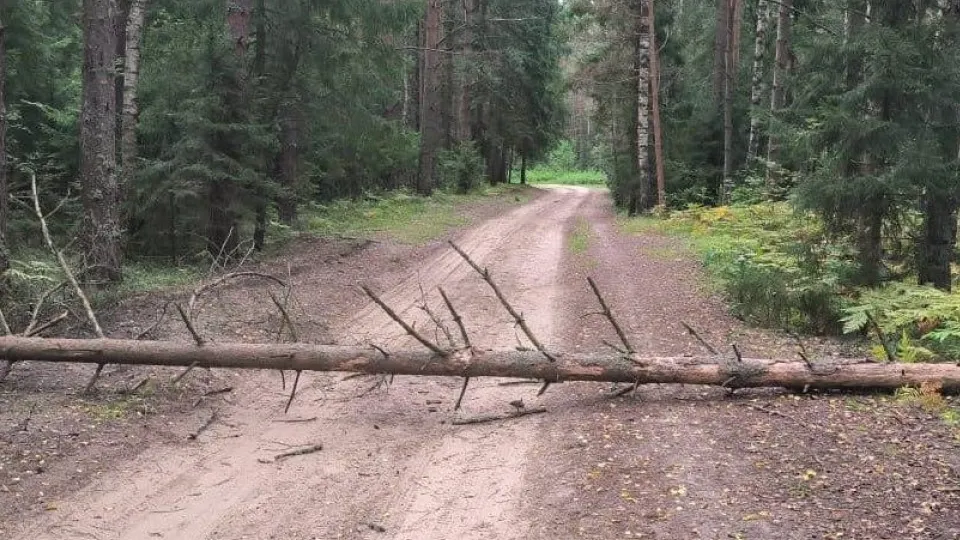 Фото: Комитет лесного хозяйства Московской области