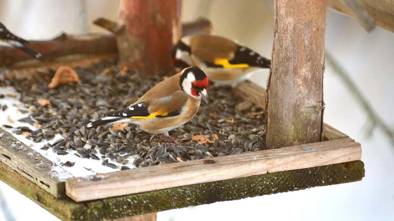 istockphoto.com/Pavol Klimek