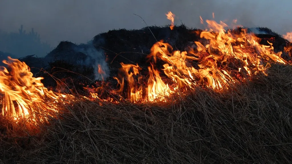 Фото: pxhere.com