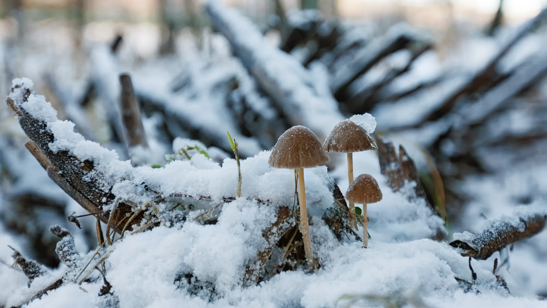 Зима наступила в Подмосковье. Грибы в сугробе