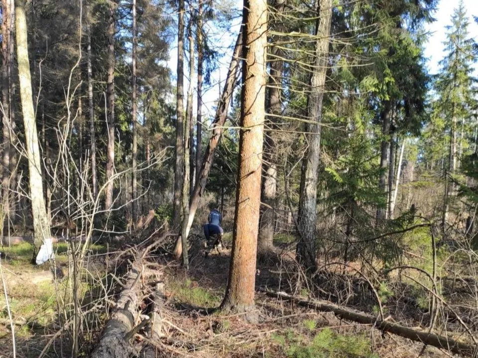 Фото: пресс-служба Комитета лесного хозяйства Московской области