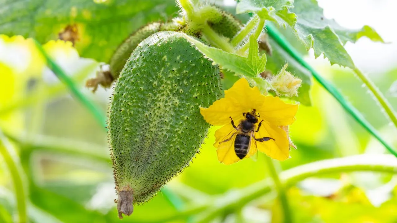 istockphoto.com/Anton Nikitinskiy