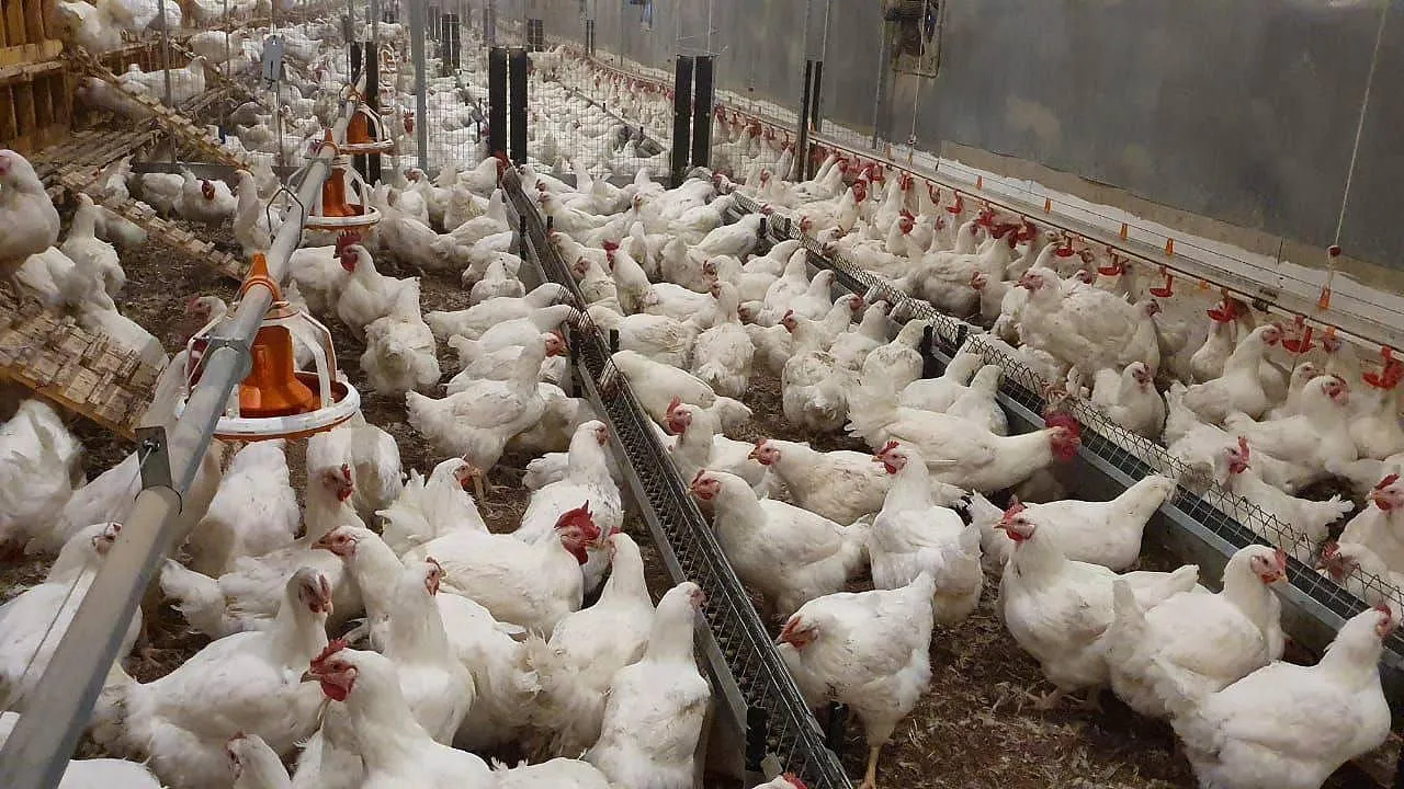 Фото: Пресс-служба Минсельхозпрод МО