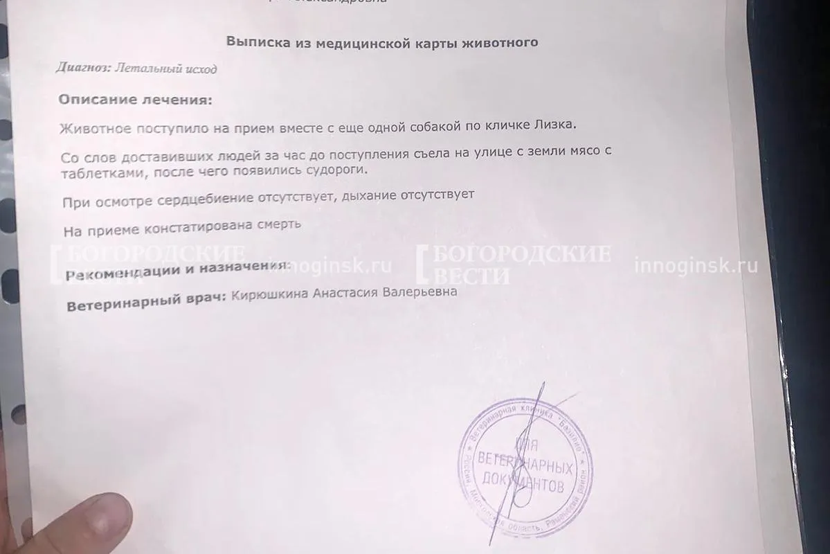 Фото предоставлено волонтерами