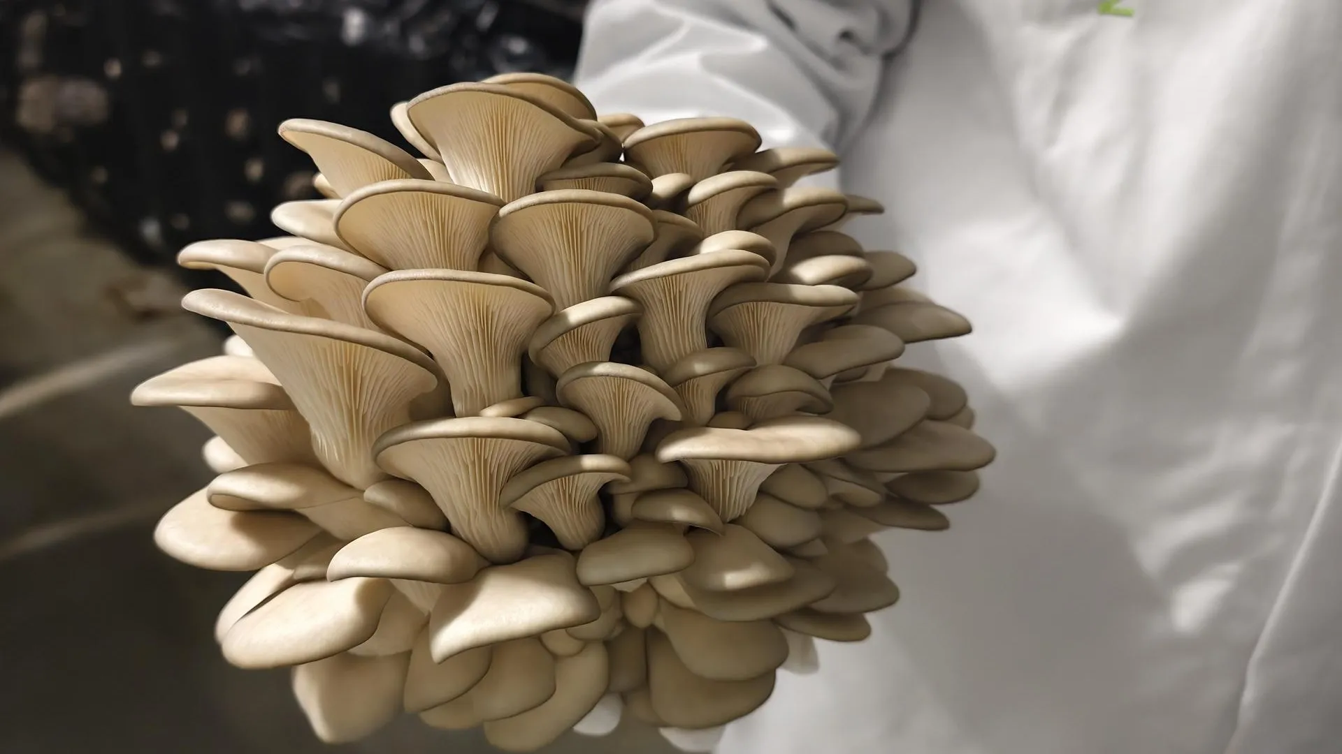 Юлия Выборова