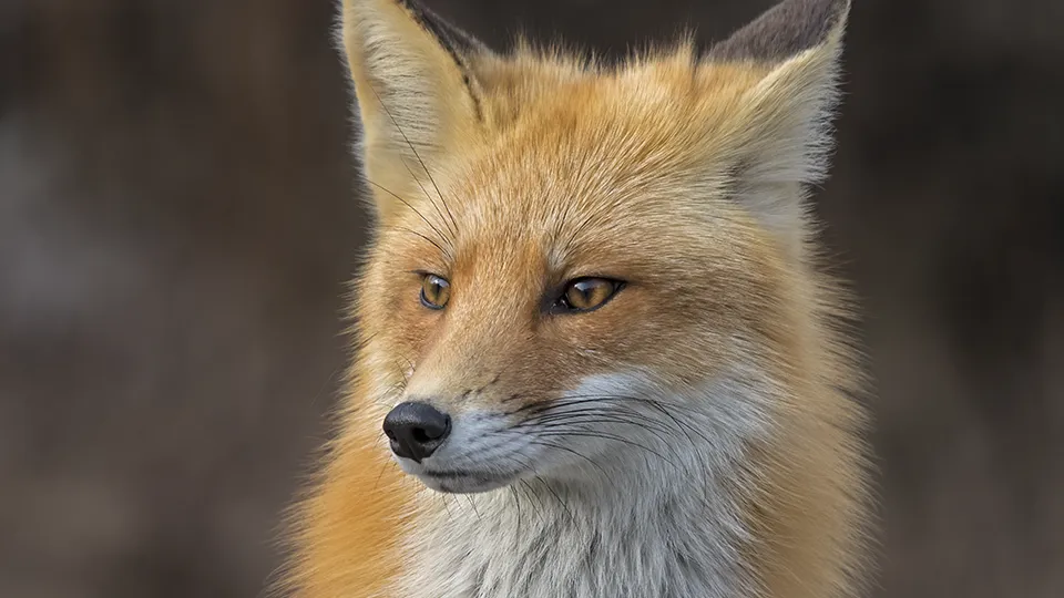 Фото: сommons.wikimedia/Chuck Homler, Focus On Wildlife