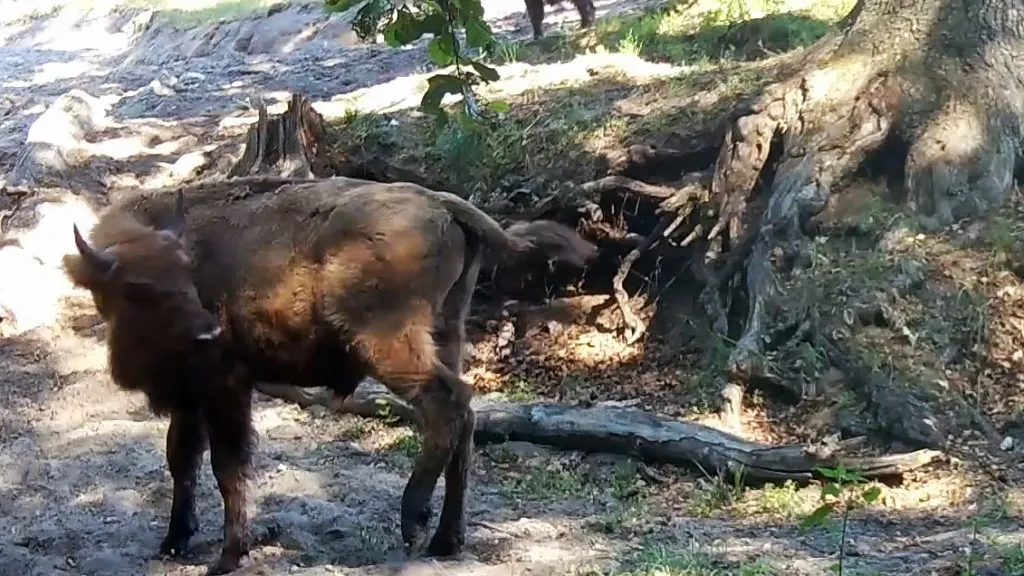 Фото: Приокско-Террасный заповедник