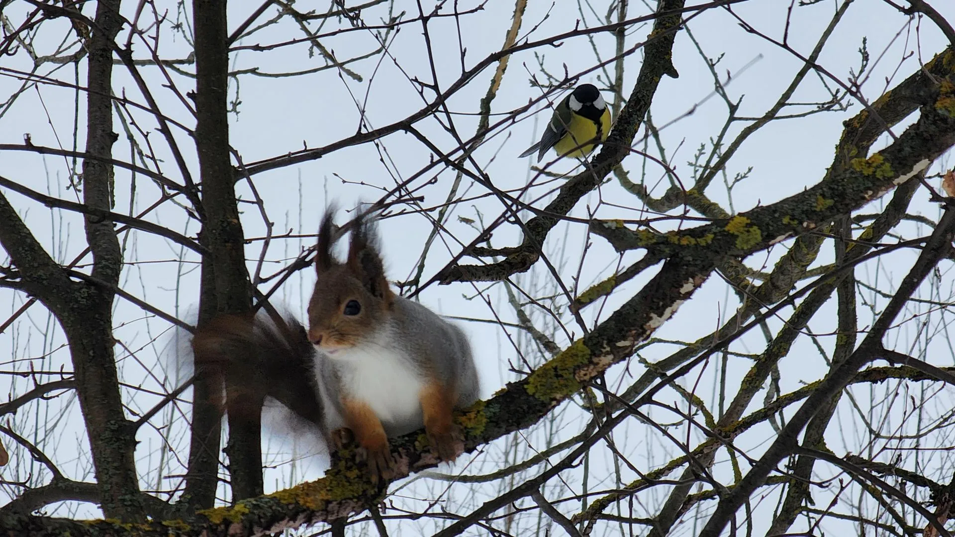 МедиаБанк Подмосковья/Валентина Максимова