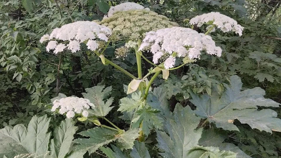 Фото: Ксения Пашуто