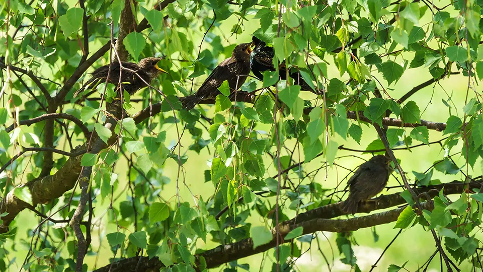 Фото: сommons.wikimedia/Radler59