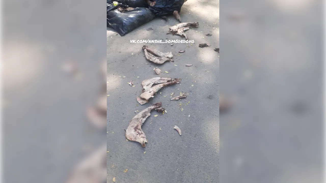 Фото: t.me/domodedovolive