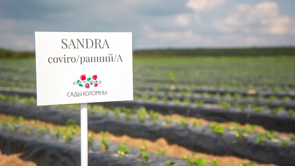 Фото: пресс-служба администрации г.о. Коломна