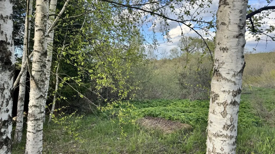 Фото: МедиаБанк Подмосковья/Татьяна Рунова