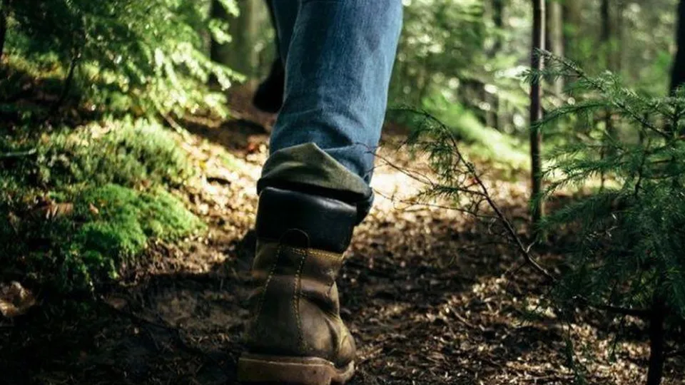 Фото: Комитет лесного хозяйства МО