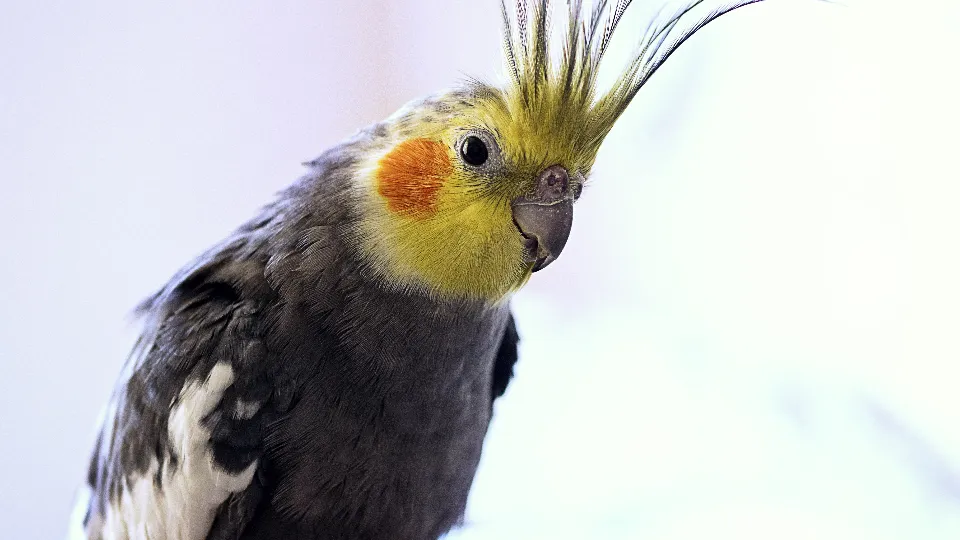 Фото: pxhere.com