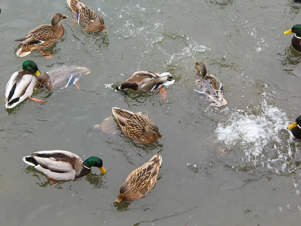 Фото:&nbsp;Союз охраны птиц России и Русского географического общества