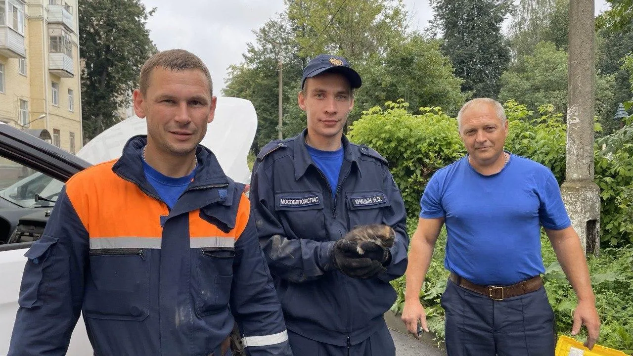 Жителей Подмосковья предупредили о кошках, которые любят греться под капотом