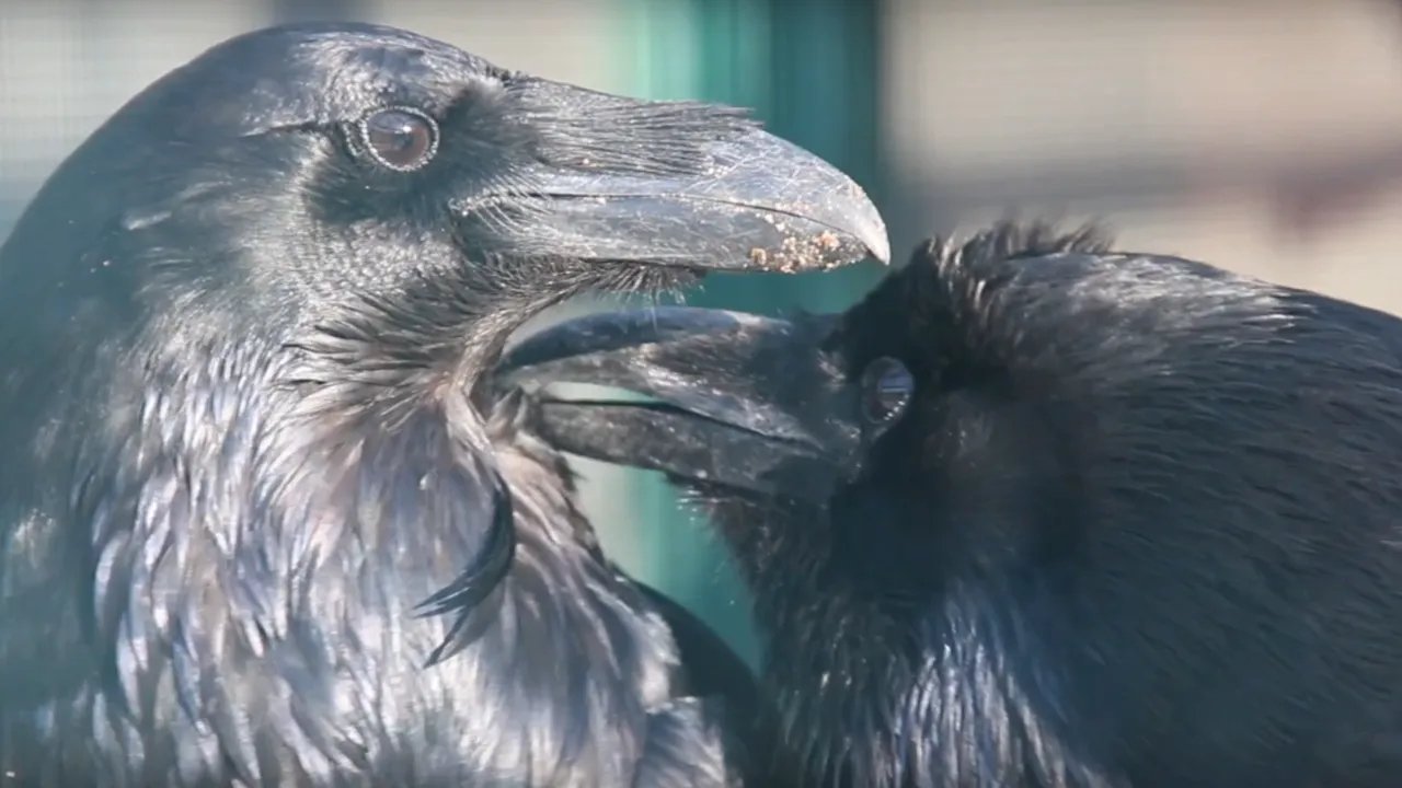 Центр воспроизводства редких видов животных