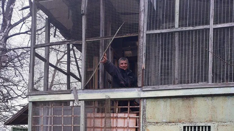 Бесхозную голубятню в Менделеево восстановят на радость жителям
