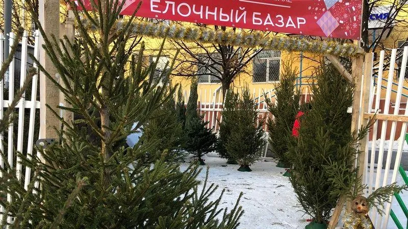 Массовая торговля стартовала на елочных базарах Подмосковья