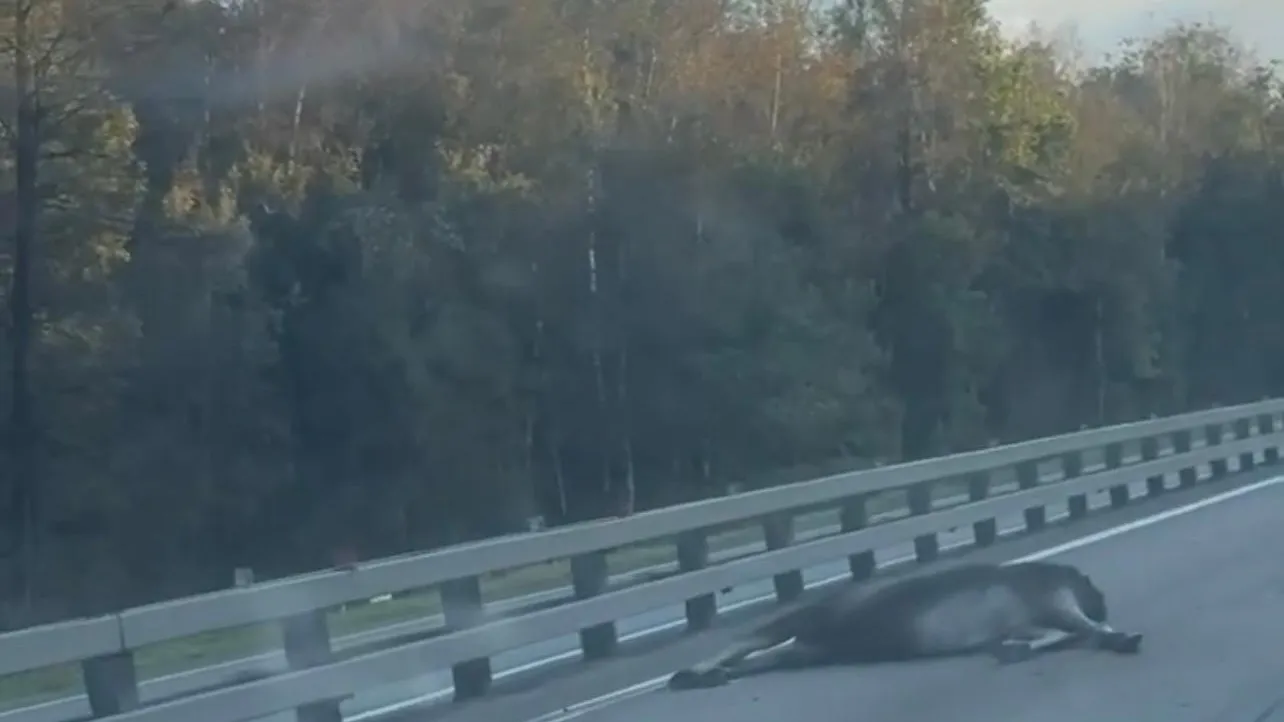 Скрин из телеграм-канала Новости Наро-Фоминска