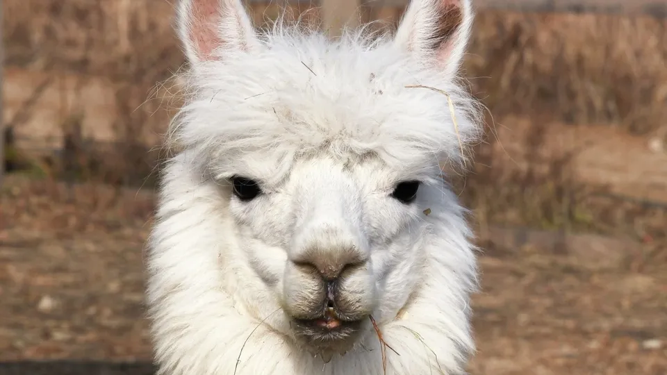 Фото: РИА Новости/Виталий Аньков