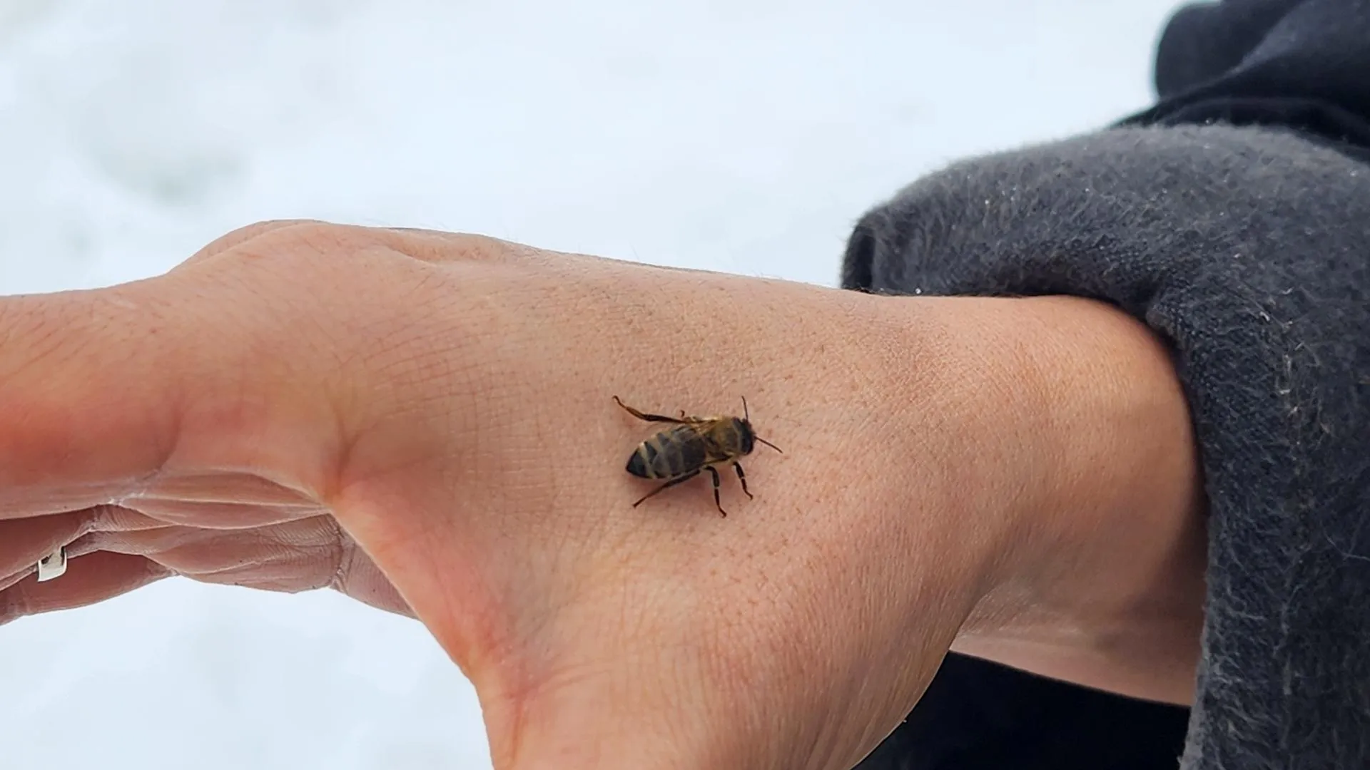 МедиаБанк Подмосковья/Валентина Максимова