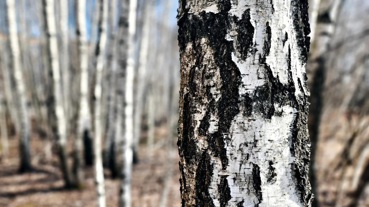 МедиаБанк Подмосковья/Мария Панина