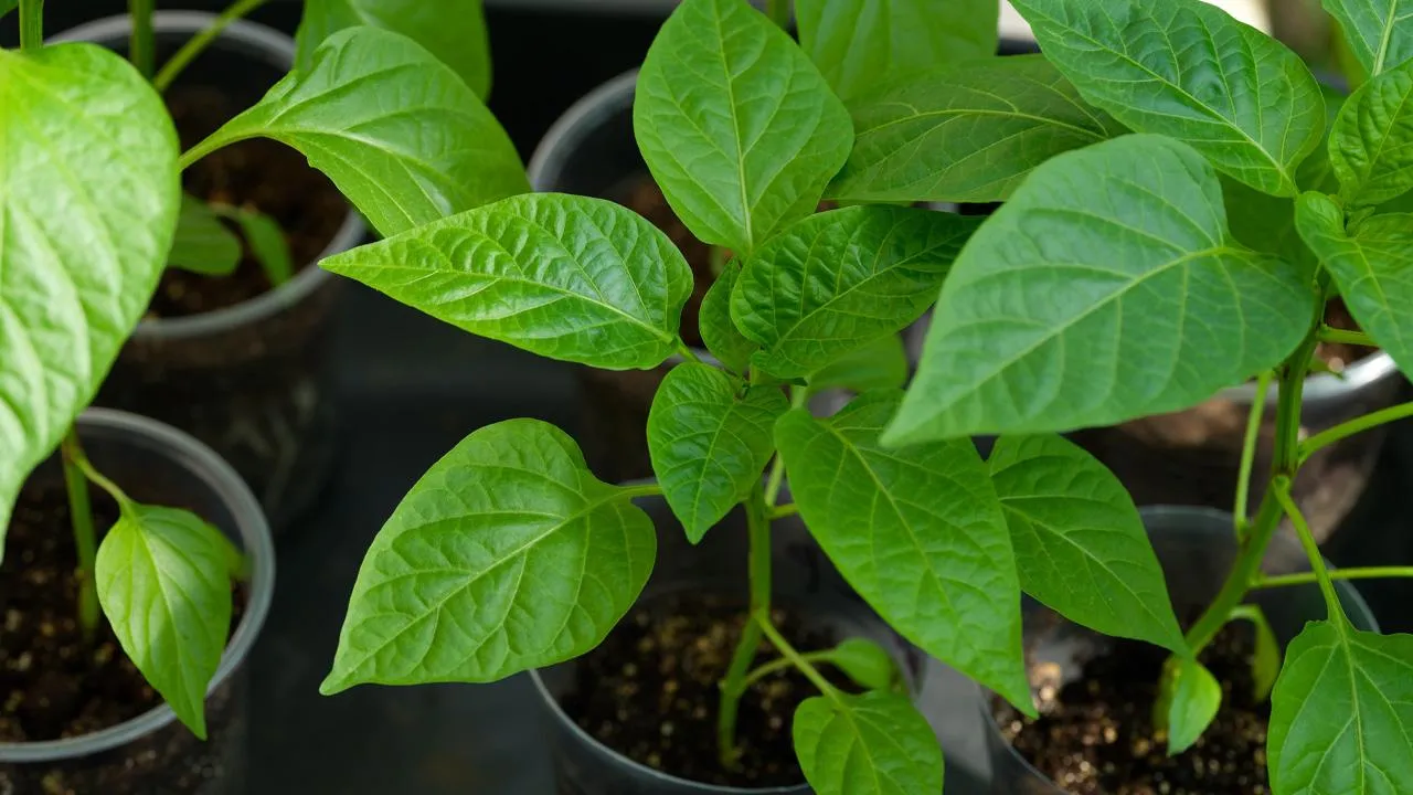 istockphoto.com/Ekaterina79