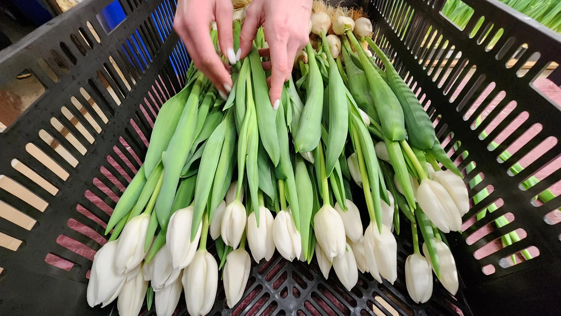 МедиаБанк Подмосковья/Екатерина Данилина