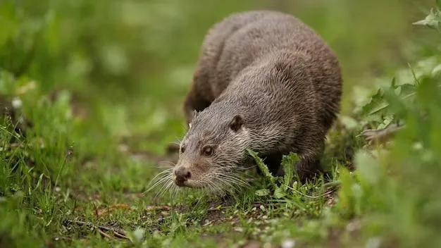 Фото Ульянов А.И.