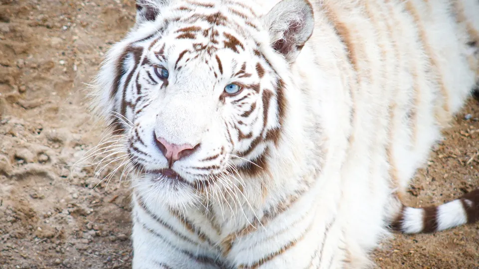 Фото: МедиаБанк Подмосковья/Данила Кирьянов