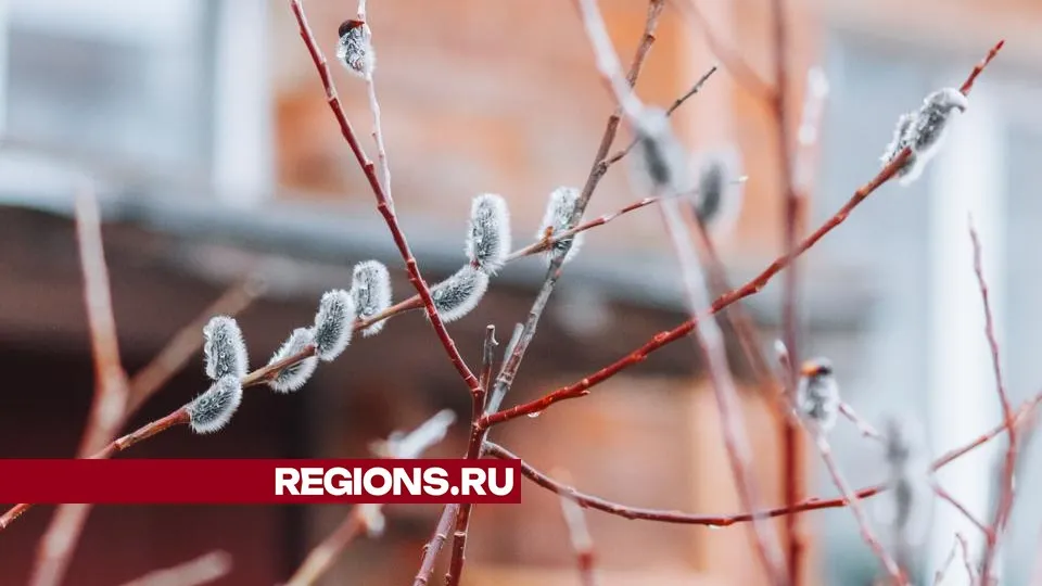 Фото: МедиаБанк Подмосковья/Данила Кирьянов