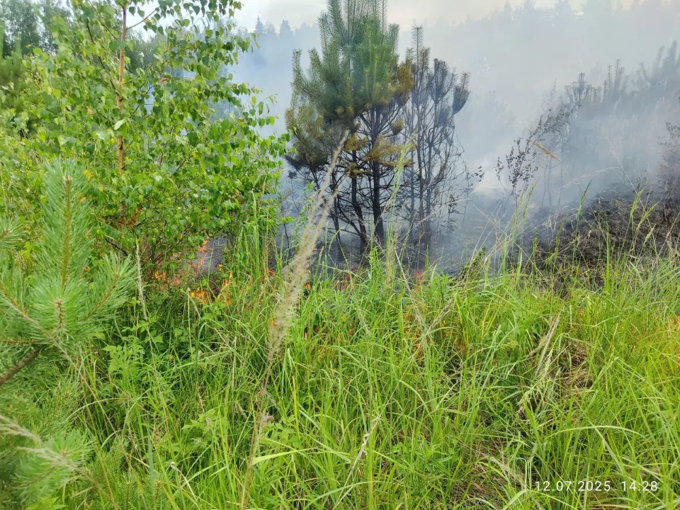 Фото: Комитет лесного хозяйства МО