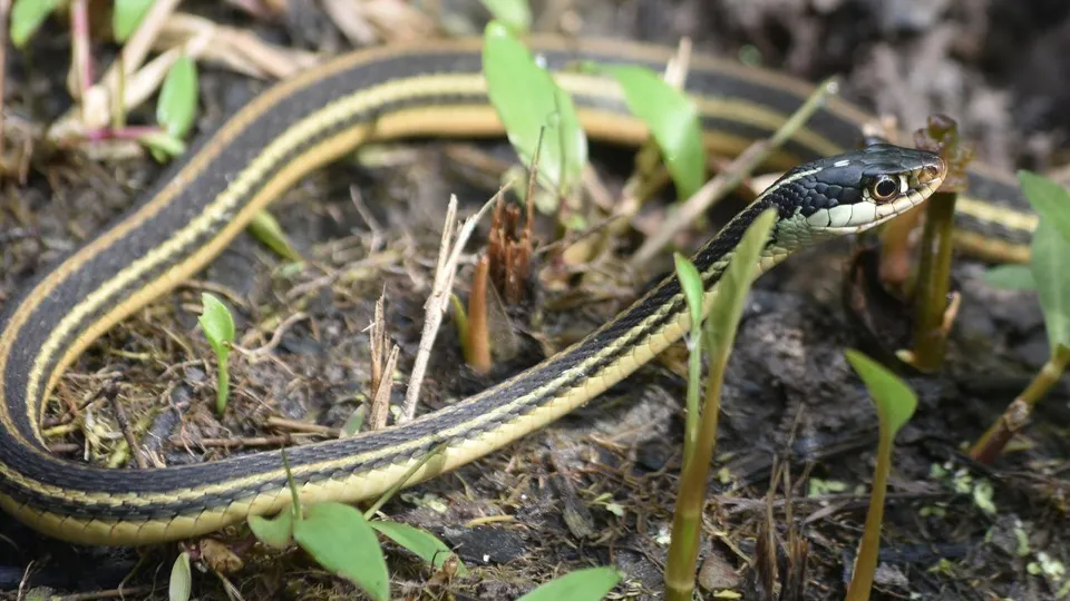 Фото: freepik.com