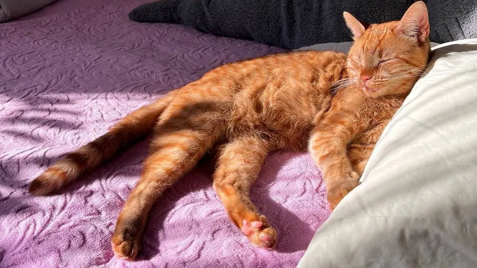 Фото: REGIONS/Максим Зубарев