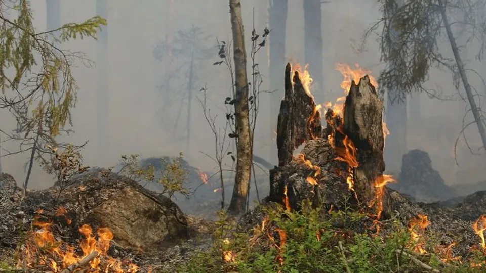 Фото: pxhere.com