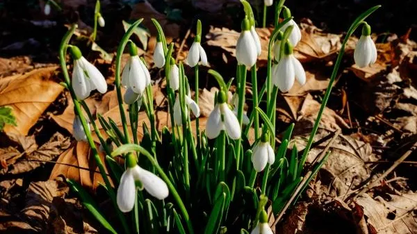 В Сочи началась операция «Первоцвет»