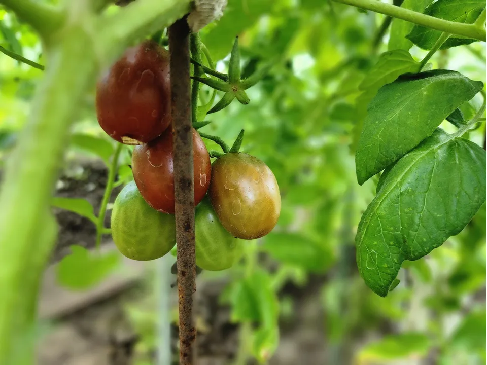 Фото: REGIONS/Наталия Надточая