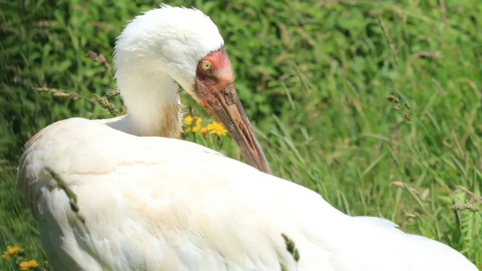 Фото: Центр воспроизводства редких видов животных