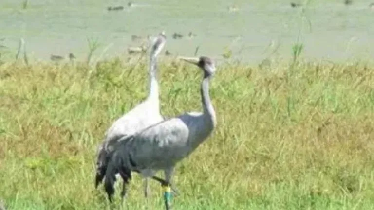 Журавлиная родина. Фото: ВКонтакте