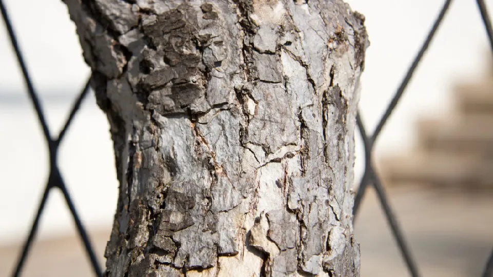 Фото: pxhere.com