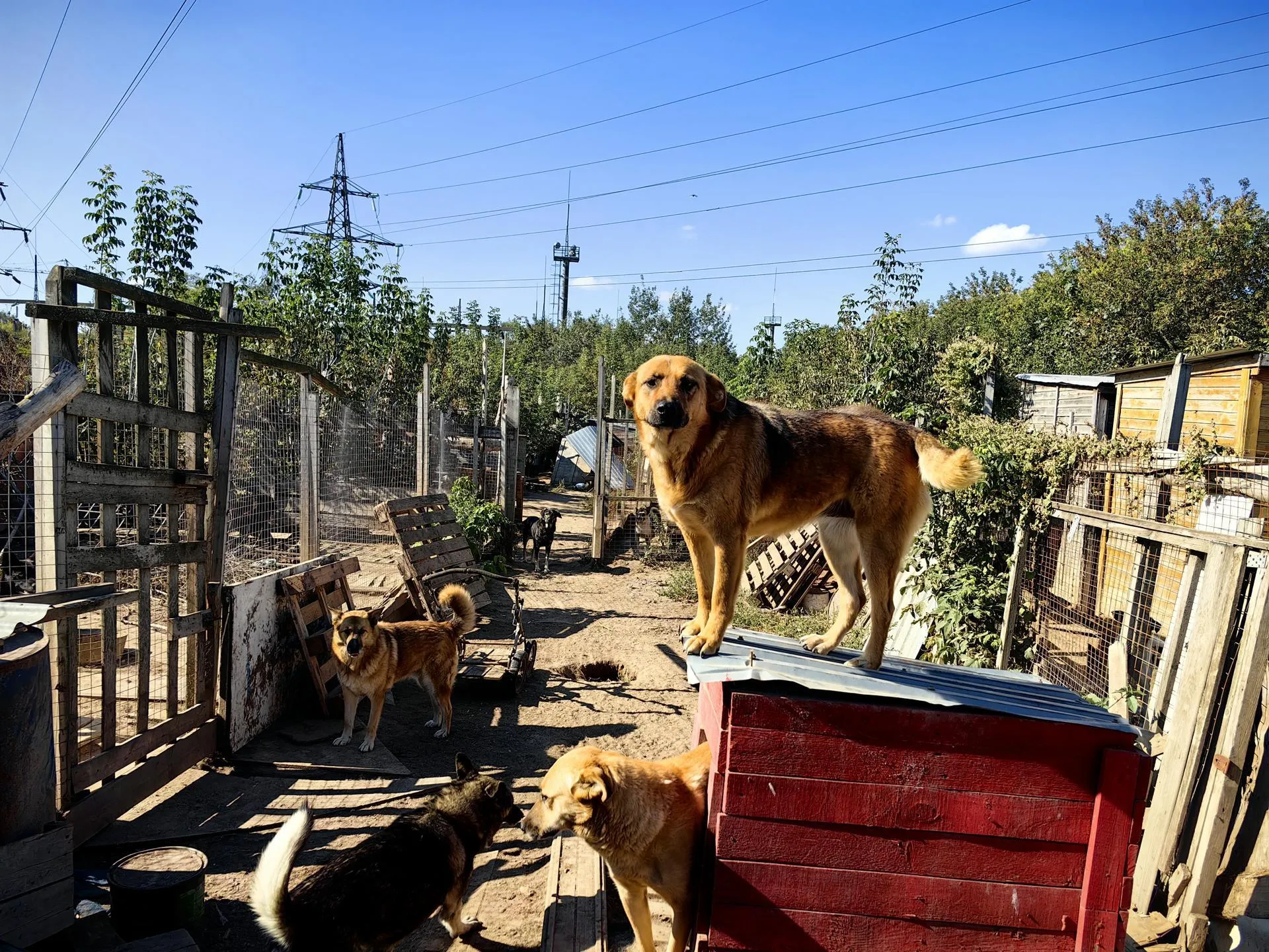 Елена Катасонова