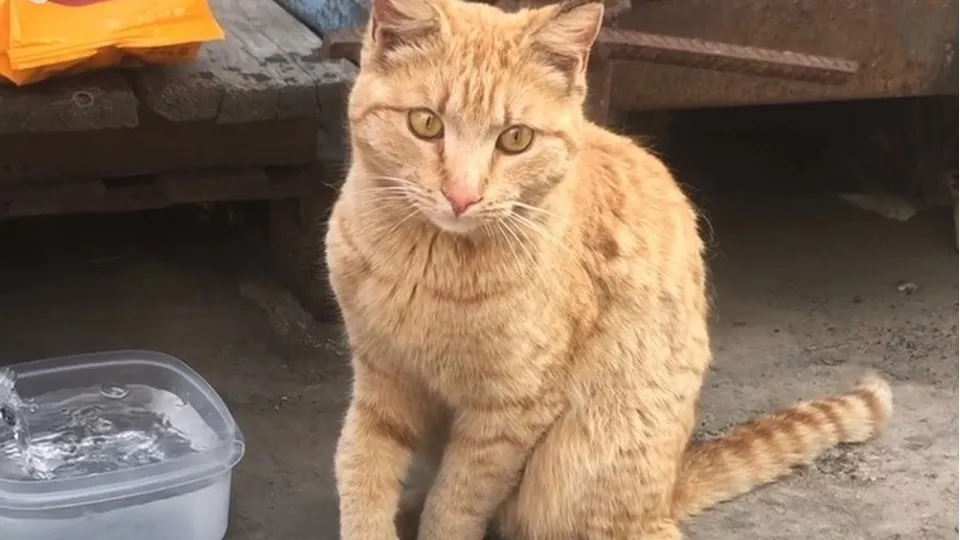 Фото: vk.com/Подслушано Черноголовка