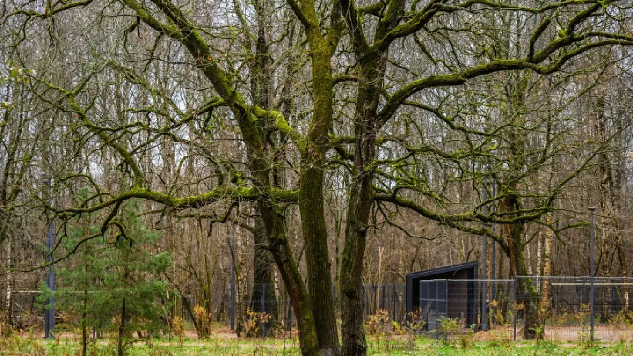 За «срубленный» дуб — на три года: кому миллиардер Ковалев готовит страшное наказание