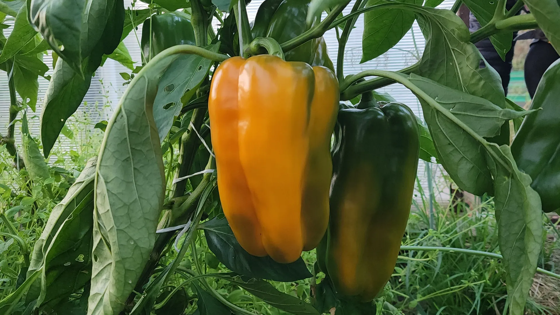 Фото: МедиаБанк Подмосковья/Алена Притула