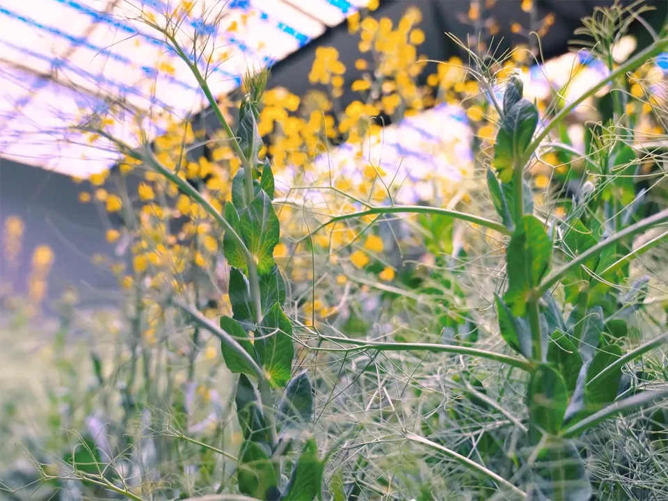 Фото: Компания «Щелково Агрохим»