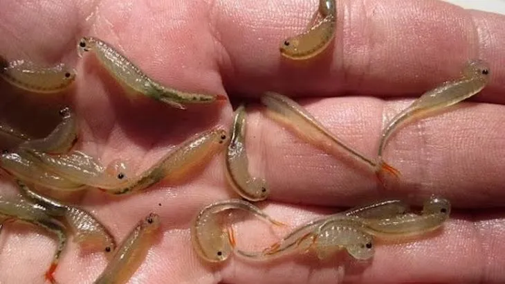 Фестиваль Burning Man/Pixabay.com